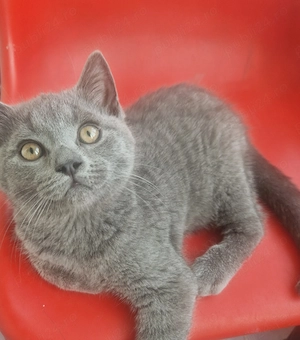 Motan British Shorthair  - imagine 5