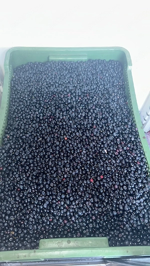 Afine de pădure 