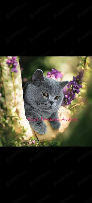 Femelă british shorthair 