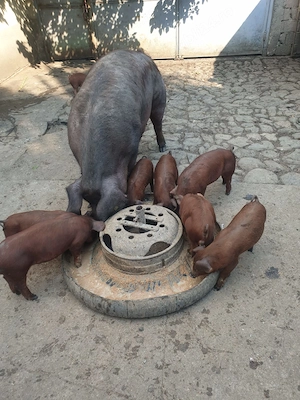 Purcei duroc rasa pura - imagine 5