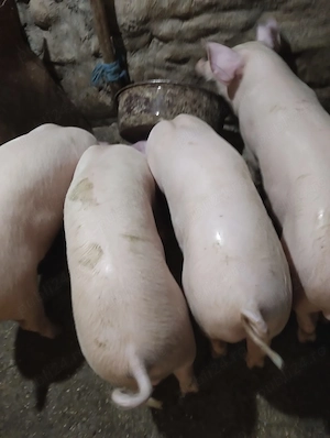 Grăsuni Porci - rasa Marele Alb si Landras - imagine 2