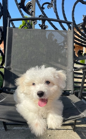 Bichon Maltez 