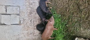 Mangalită cu Mistreț 3 luni 