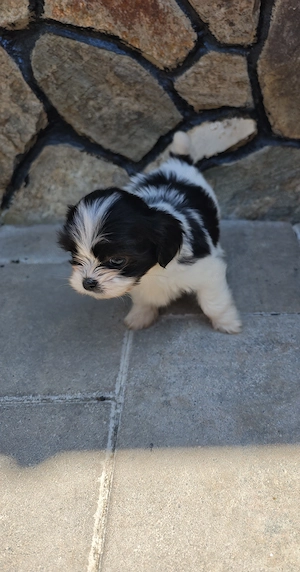 Căței shih tzu de vânzare  - imagine 4