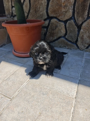 Căței shih tzu de vânzare 