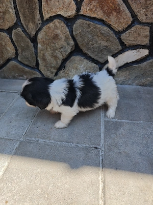 Căței shih tzu de vânzare  - imagine 3