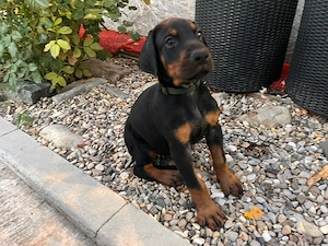 Pui doberman cauta stapan - imagine 4
