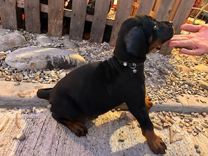 Pui doberman cauta stapan - imagine 2