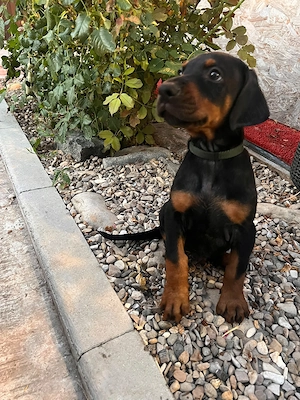Pui doberman cauta stapan - imagine 3