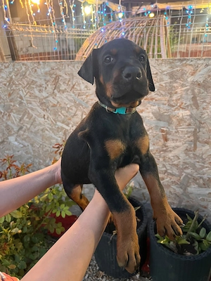 Pui doberman cauta stapan - imagine 5