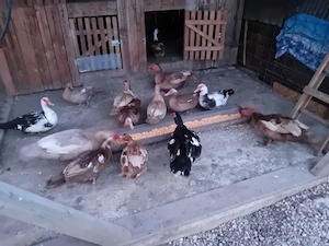 Vand gaini si rate ratoi mute