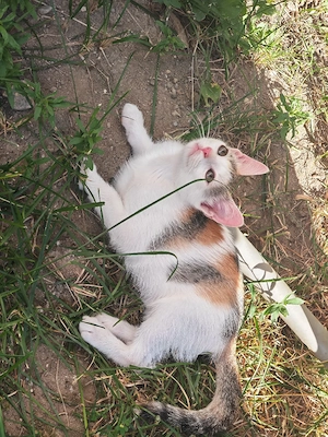 Donez pui pisica