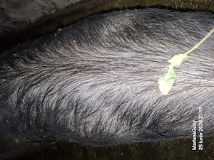 Vînd porc vier de 7-8luni  la 160-170de kg pietran cu marele alb