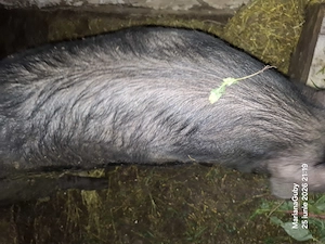 Vînd porc vier de 7-8luni  la 160-170de kg pietran cu marele alb - imagine 2