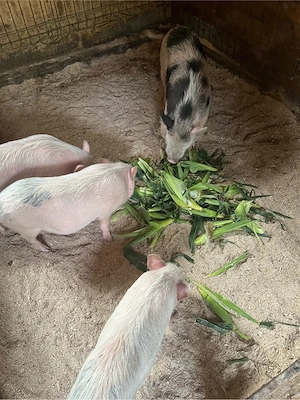 porci vietnamezi