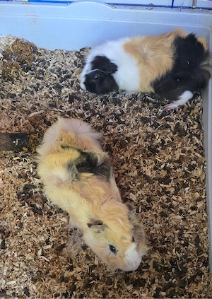 hamster  porcusori de guineea - imagine 5