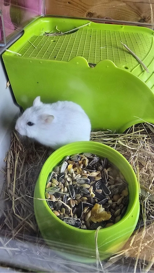 hamster  porcusori de guineea - imagine 2