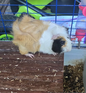 hamster  porcusori de guineea - imagine 4