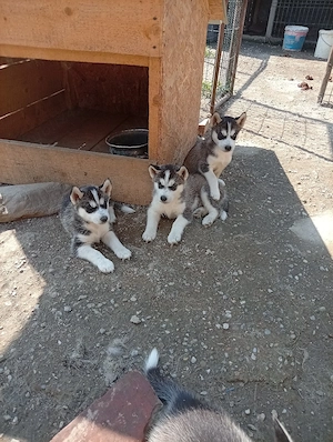 Pui husky !  - imagine 2