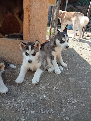 Pui husky !  - imagine 4