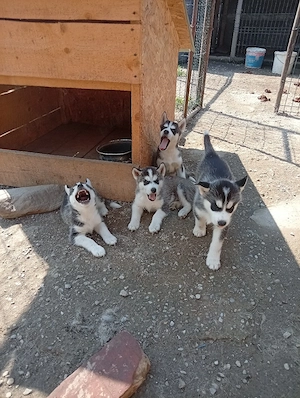 Pui husky !  - imagine 3