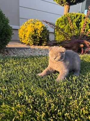 Scottish Fold