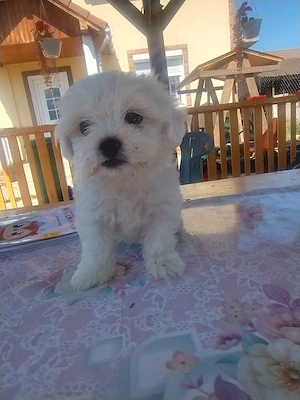 cățelușă bichon maltez 