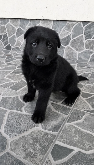 Căței Ciobanesc german, negru, cu pedigree 