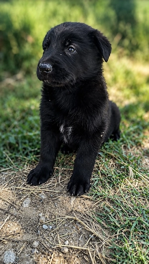 Căței Ciobanesc german, negru, cu pedigree  - imagine 2
