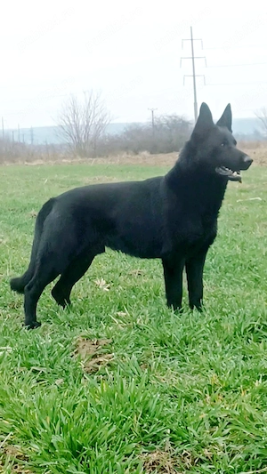 Căței Ciobanesc german, negru, cu pedigree  - imagine 4