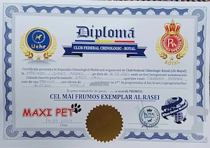 Căței Ciobanesc german, negru, cu pedigree  - imagine 5