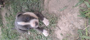 Catei rasa Amstaff  (Zona satu mare) - imagine 4