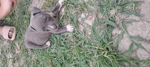 Catei rasa Amstaff  (Zona satu mare) - imagine 5