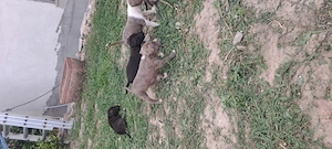 Catei rasa Amstaff  (Zona satu mare) - imagine 3