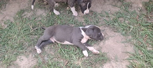 Catei rasa Amstaff  (Zona satu mare)