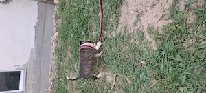 Catei rasa Amstaff  (Zona satu mare) - imagine 2