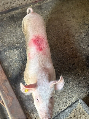 porc castrat 60 kg - imagine 3