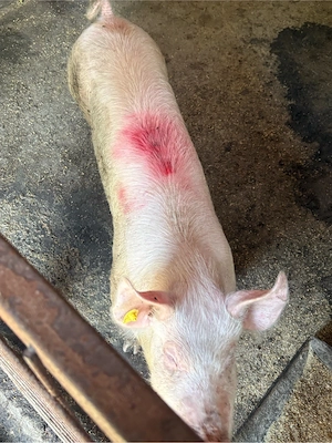 porc castrat 60 kg
