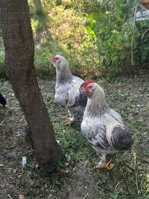 Vand Cocosei de 4 luni 