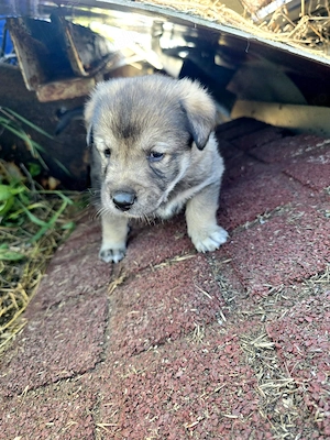 7 Catelusi Adorabili Isi Cauta Caminul! Donam ! - imagine 3