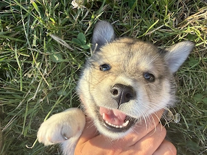 Adopție cățelusi husky  - imagine 2