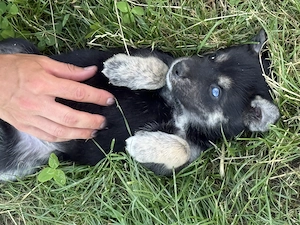 Adopție cățelusi husky  - imagine 5