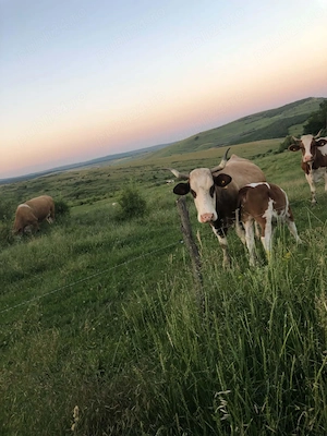 Vând Vaca montata cu vitea 