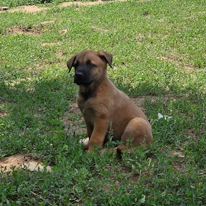 Belgian malinois - imagine 5