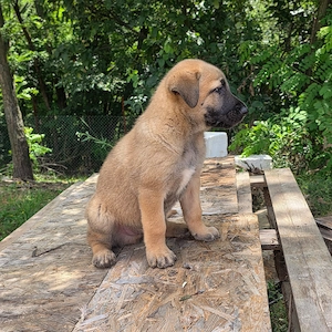 Belgian malinois - imagine 4