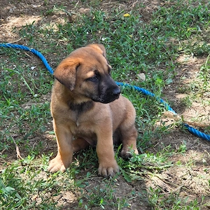Belgian malinois - imagine 2