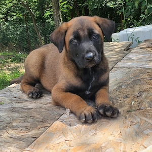 Belgian malinois - imagine 3