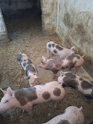 purcei rasa de carne