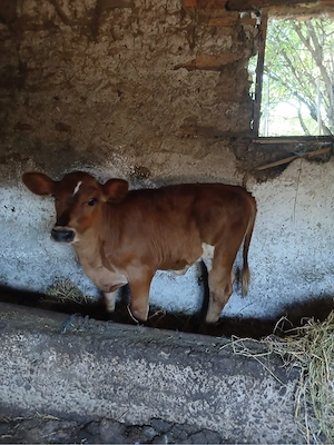vând vițea balțată româneasca