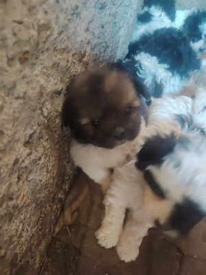 Bichon havanez c - imagine 4